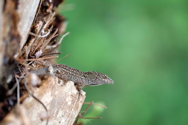 Макро-близкий кадр одинокой ящерицы, согревающейся на летнем солнце Anolis sagrei, небольшая рептилия из Флориды, США