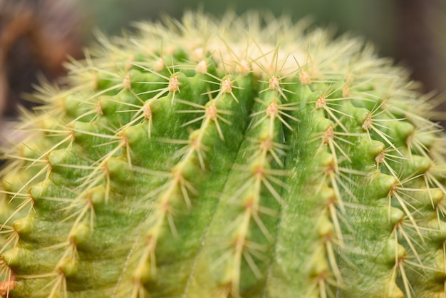 Macro closeup of cactus in the garden. Selective focus.