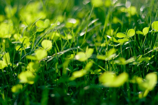 Macro closeup of grass