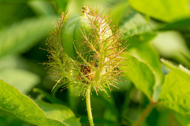 Macro closeup of green grass with thorns in detailed view\
amazing view in detailed manner macro