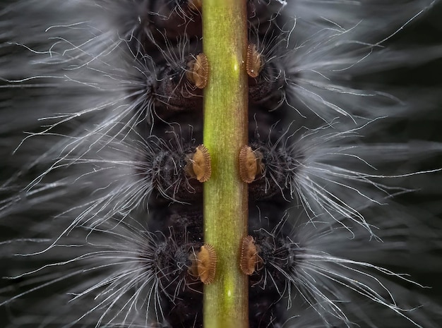Photo macro closeup of hairy caterpillarr on black background