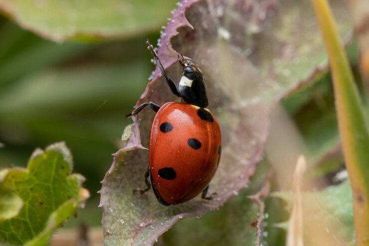 Photo macro closeup of a ladybug on the green leaf