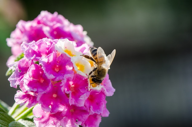 Macro closeup of a ornamental Colorful Hedge Flower, Weeping Lantana, Lantana camara cultivated as honey nectar rich bee plant