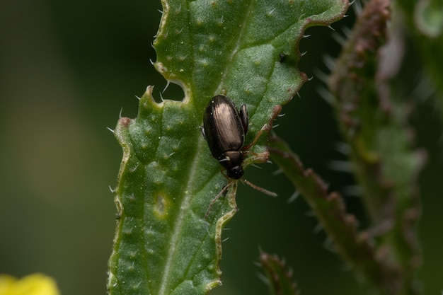 Colpo a macroistruzione del primo piano di un bug sulla foglia