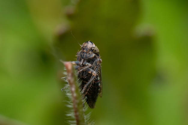 Macro closeup shot of an insect on a plant