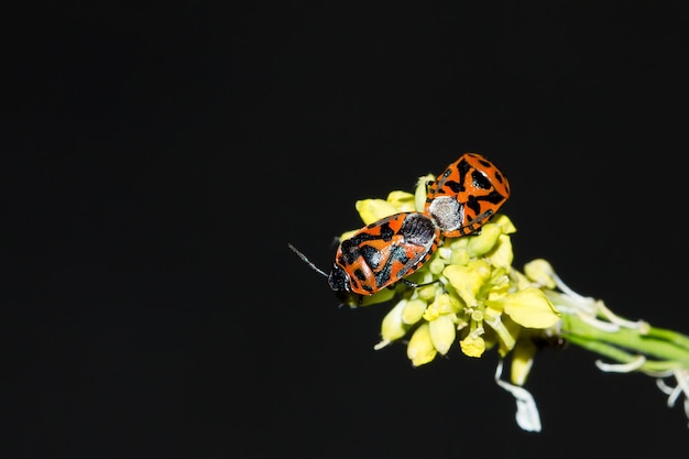 Macro closeup shot of two bugs called Harlequin Cabbage Bug while mating on a yellow plant