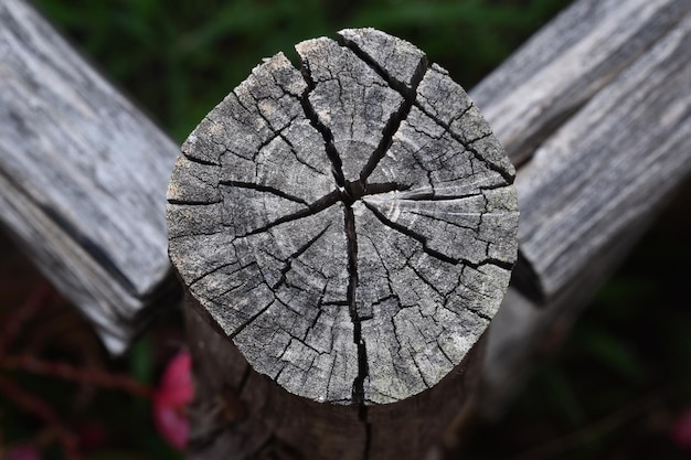 macro closeup view the cut tree cracked wooden