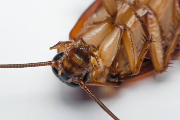 Macro of cockroach insects of the order Blattodea