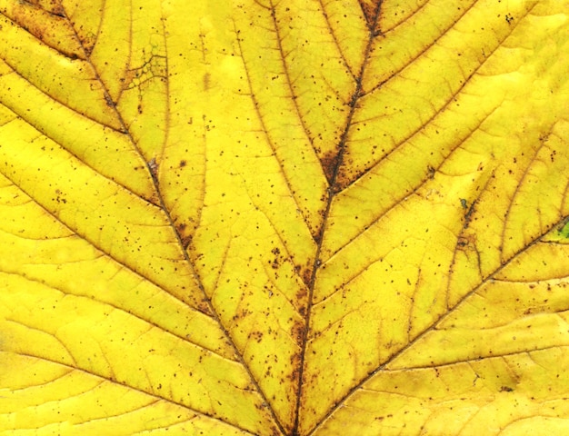 Foto macro foglia autunnale colorata