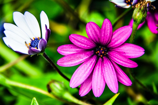 Macro and colorful of open flowers in spring in the garden.