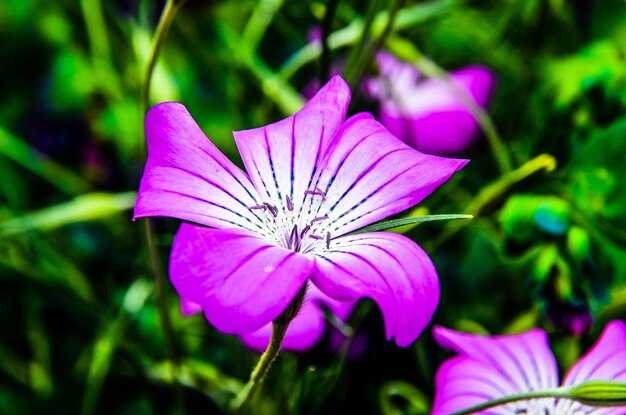 庭の春の開いた花のマクロとカラフル