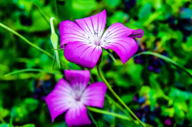 Macro and colorful of open flowers in spring in the garden