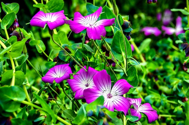 Macro and colorful of open flowers in spring in the garden.