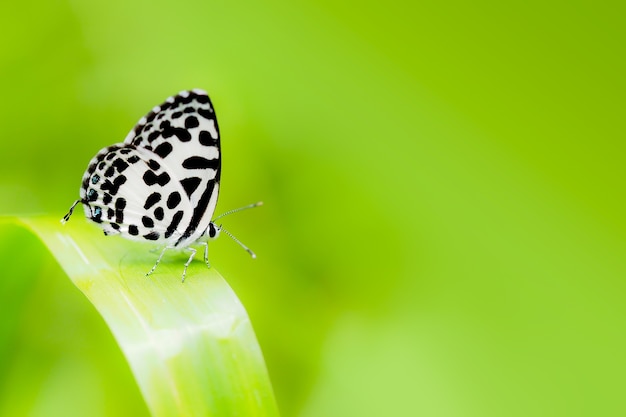 Macro common pierrot butterfly