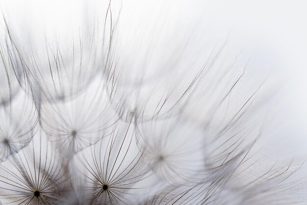 Macro dandelion black and white Freedom to Wish