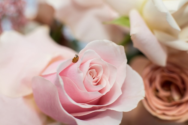 Macro delicate fresh pink rose  flower. Wedding fresh flowers decoration