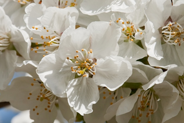 Macro of delicate and white cherry blossom flower 