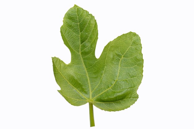 Macro detail of green leaf of brevo