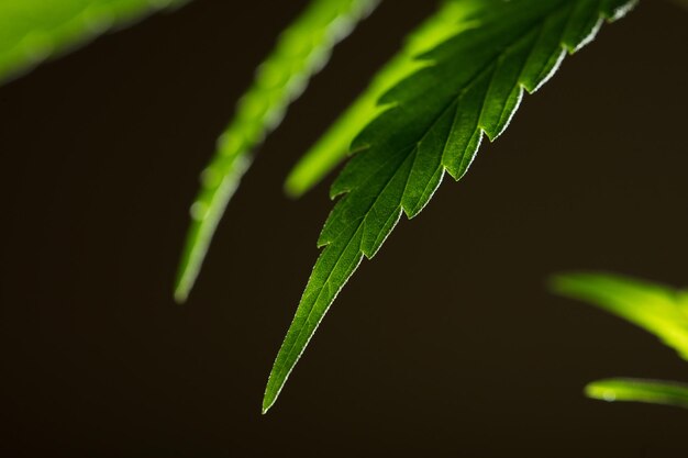 macro detail of marijuana leaf hemp plant black background