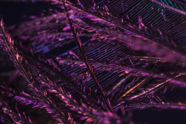 Foto macro dettaglio di piuma di pavone viola