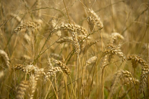 Macro detail of some ears of ripe barley and ready for harvesting. Photos with the highest level of detail.