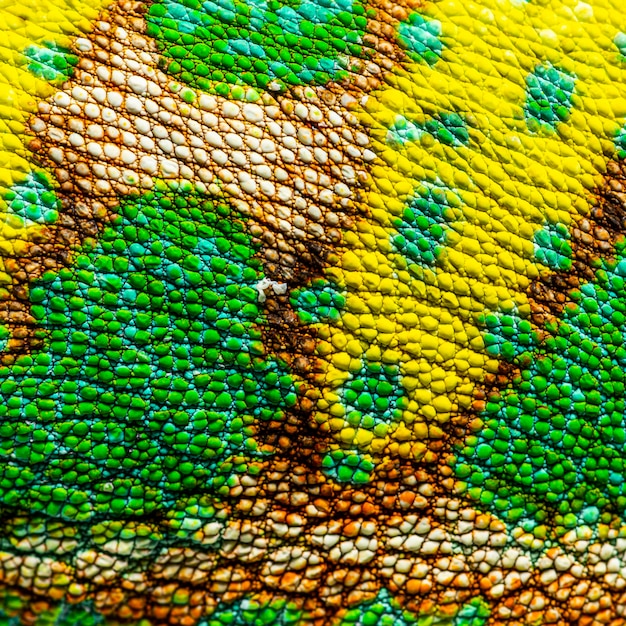 Macro detail of a veiled chameleon skin and scales Chamaeleo c