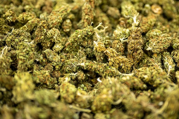マリファナの芽のマクロの詳細大麻の芽と花序合法的な麻の生産とcbd