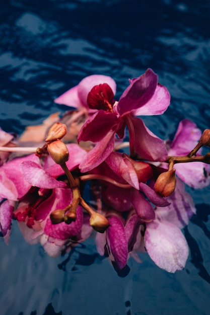 Macro details of pink purple fresh tropical flowers floating in the water Aesthetic feminine details