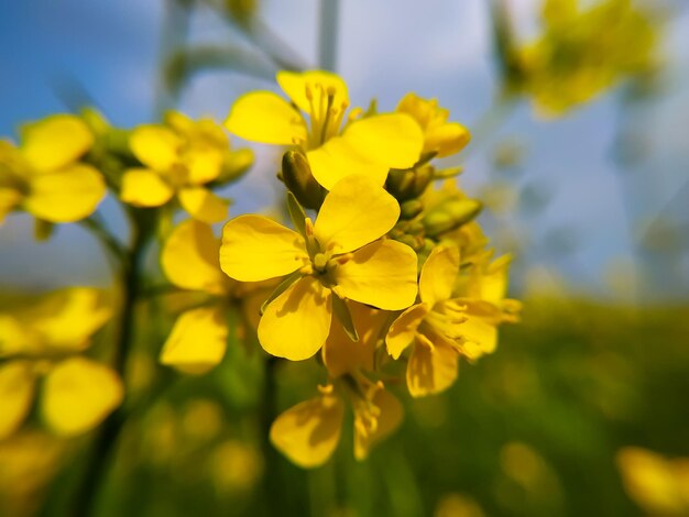 Macro details of yellow mustard or rapeseed flowers in field