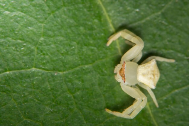 Macro dierlijke spin