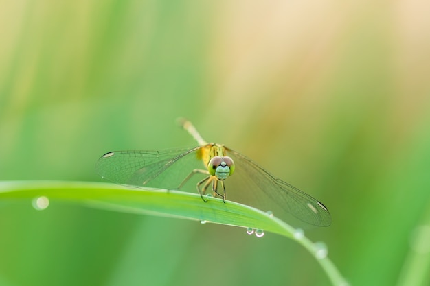 Macro dragonfly in nature on green blur background