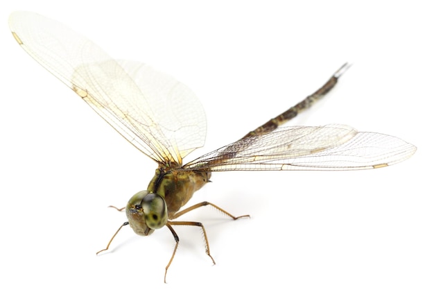 Macro of a Dragonfly over white background