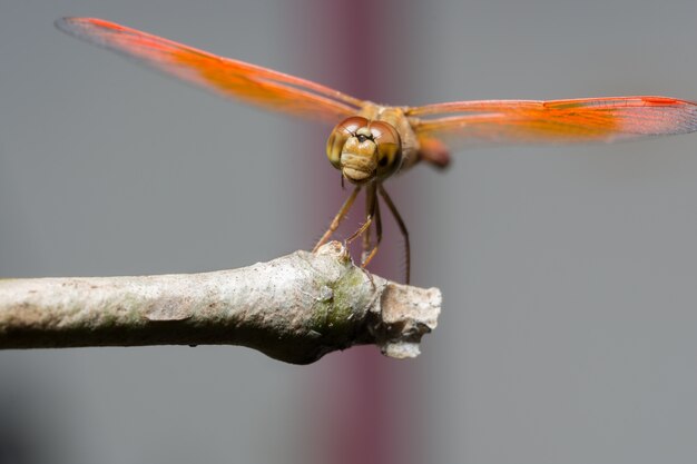 Macro dragonfly