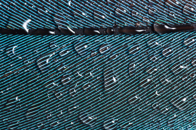 Macro drops of water on the feathers