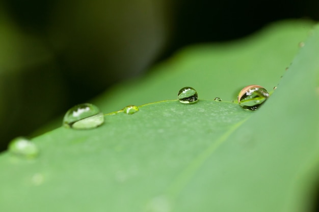 Macro drops of water