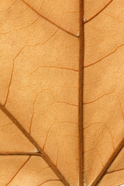 Macro of a dry leaf in the fall