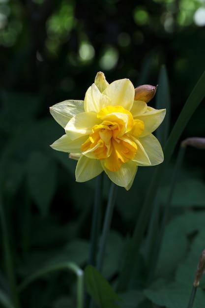 Macro één gele gele narcis op vage groene grasachtergrond