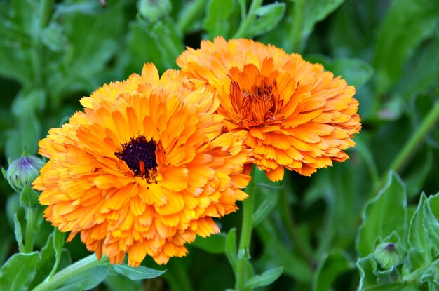 Macro en kleurrijk van open bloemen in het voorjaar in de tuin.