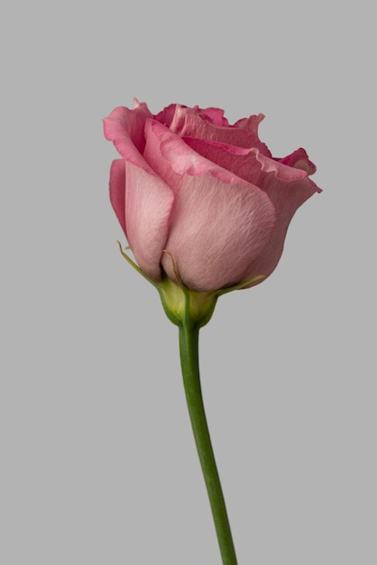 Macro eustoma flower on white background