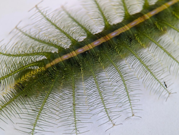 Photo macro of euthalia aconthea insects