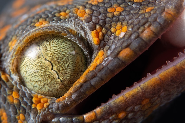 Macro eye gecko