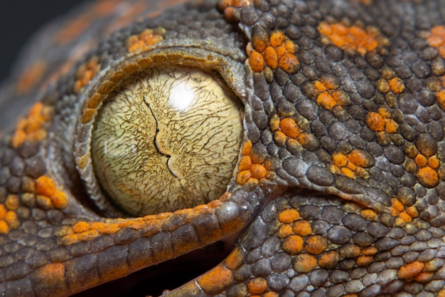 Macro eye gecko