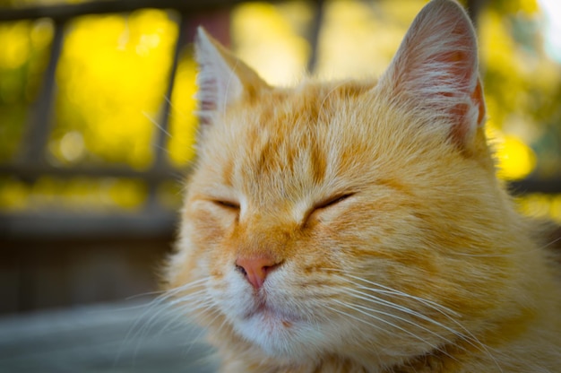 ボケ味の赤い猫のマクロ顔