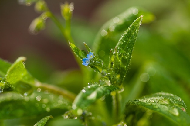 Macro field flowers blue with green leaves