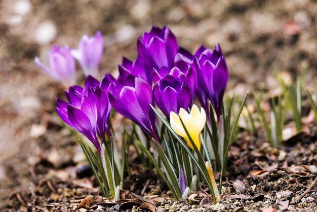 Photo macro of first spring flowers in garden crocus