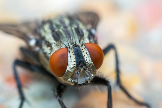 Macro of flies or fly insect close up on the leave in nature