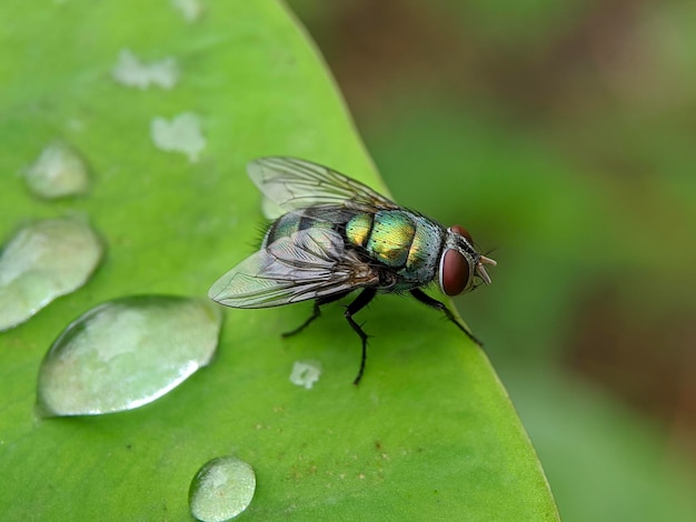 Macro of flies insect on green leaves