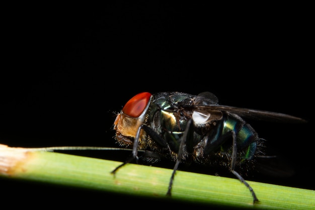 Macro flies on the plant