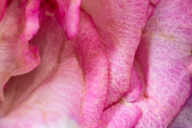 Macro flower background pink rose