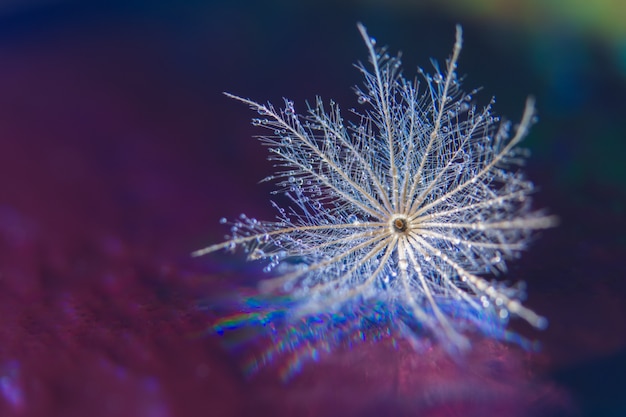 Macro flower background